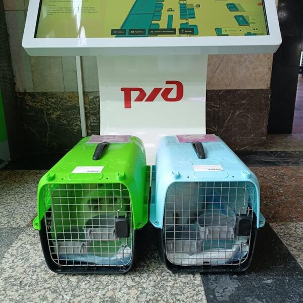 «PetsCar» - зоотакси в Москве. Перевозки животных по России. Доставка собак в Грузию и Турцию