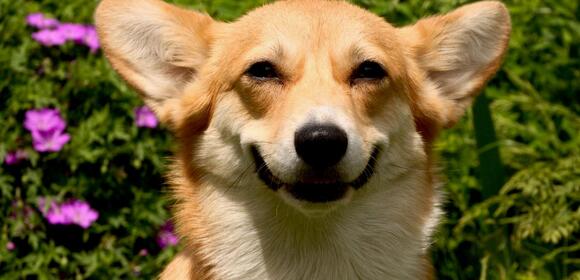 До старта онлайн-площадки PetsCar осталось совсем мало времени...