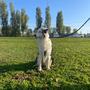PetTrans 